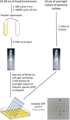 Microbial Antagonism in Food-Enrichment Culture: Inhibition of Shiga Toxin-Producing Escherichia coli and Shigella Species